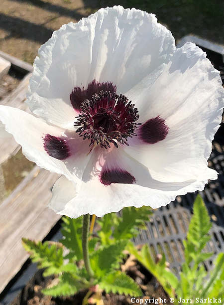 Papaver Orientale-Ryhm 'Royal Wedding' tarhaidnunikko